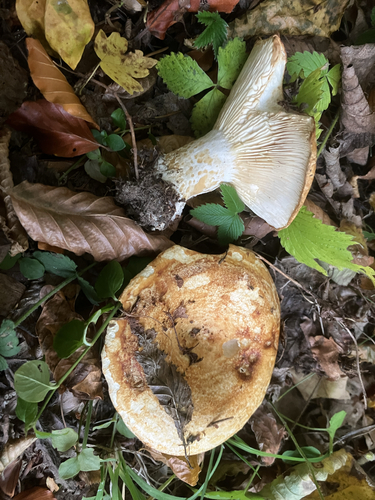 spotted milkcap