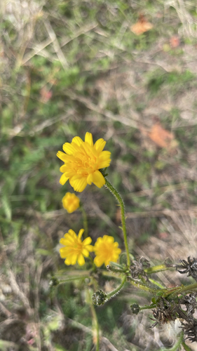 Hawkweed Oxtongue