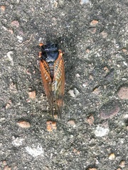 Magicicada cassinii