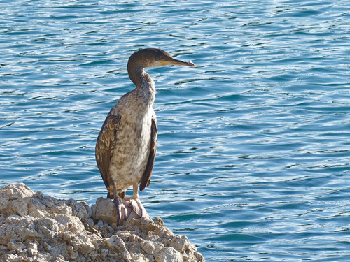 European Shag