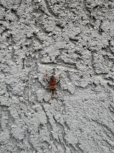 Western Conifer Seed Bug