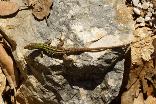 Italian Wall Lizard