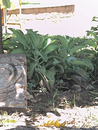 Mother of Thousands