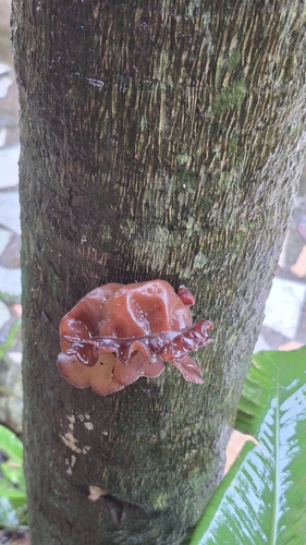 Auricularia fuscosuccinea observed 2026-10-11