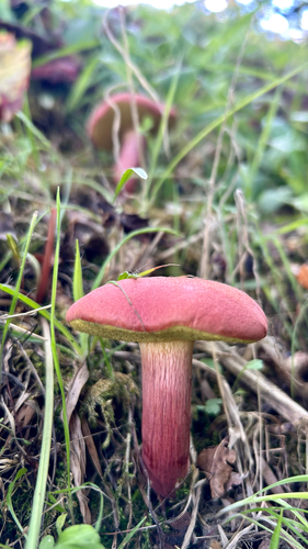 Xerocomellus armeniacus