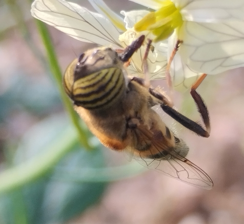 Stripe-eyed Lagoon Fly