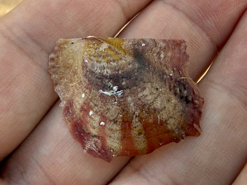 Pinctada imbricata, 2026-10-17
