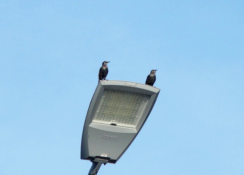 European Starling