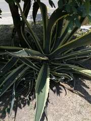 Agave
