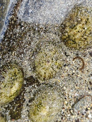 Siphonaria pectinata observed 2026-10-17
