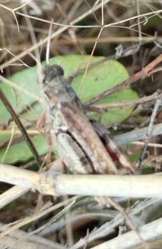 Barbary Grasshopper