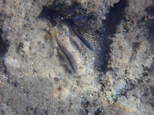Striped Red Mullet