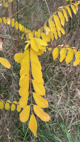 black locust