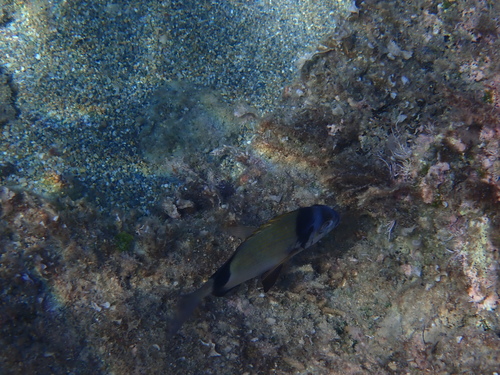 Common Two-banded Seabream