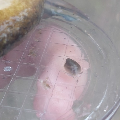 River Limpet