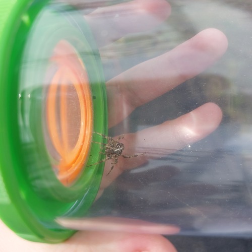 Cross Orbweaver