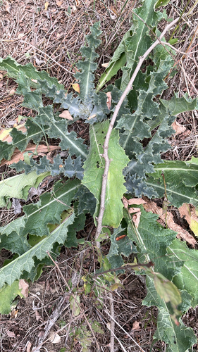 cotton thistle