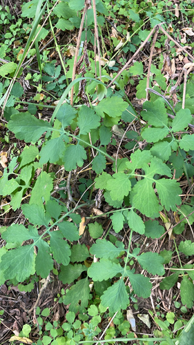 Greater celandine