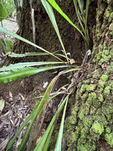 Campyloneurum phyllitidis observed 2026-10-17