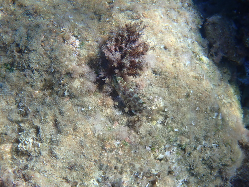 Five-spotted Wrasse