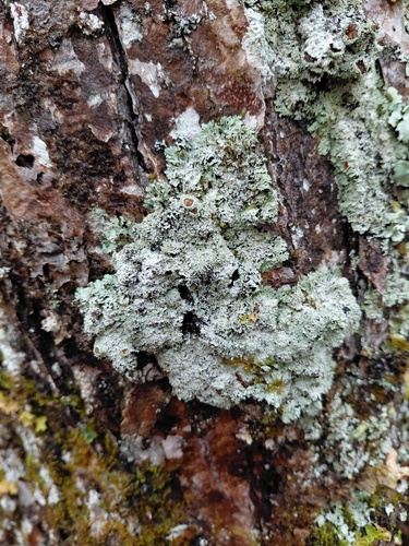 Heterodermia observed 2026-10-14