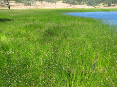 Eleocharis macrostachya