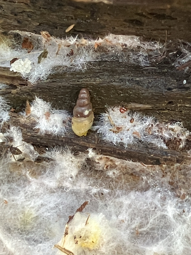Allopeas gracile observed 2026-10-17