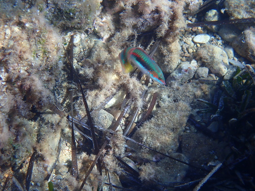 Mediterranean Rainbow Wrasse