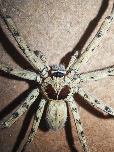 Pantropical Huntsman Spider