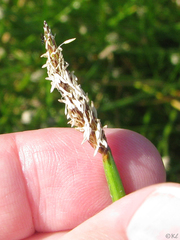 Eleocharis macrostachya
