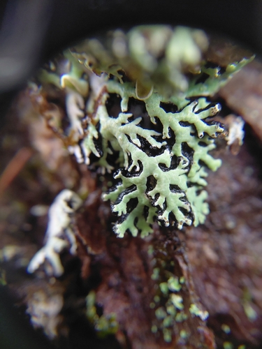 Colpodes observed 2026-10-14