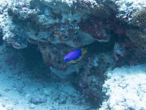 Pomacentrus caeruleus observed 2026-10-10