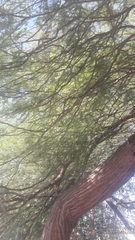 Prosopis glandulosa