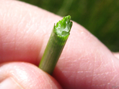 Eleocharis macrostachya