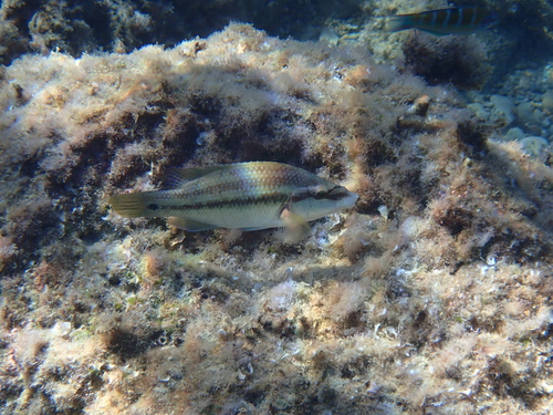 East Atlantic Peacock Wrasse