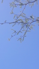 Prosopis glandulosa