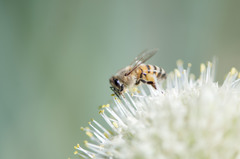 Apis mellifera
