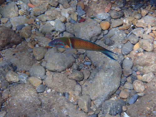 Ornate Wrasse