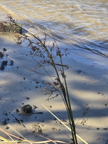 Cladium mariscus observed 2026-10-17