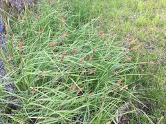 Carex riparia