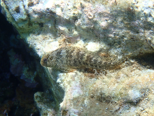 Rusty Blenny