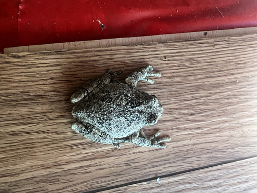 Gray Treefrog observed by ryan_kuhn
