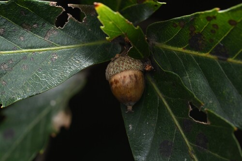 Quercus aliena observed 2026-10-17