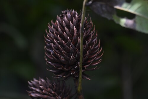 Platycarya strobilacea observed 2026-10-17