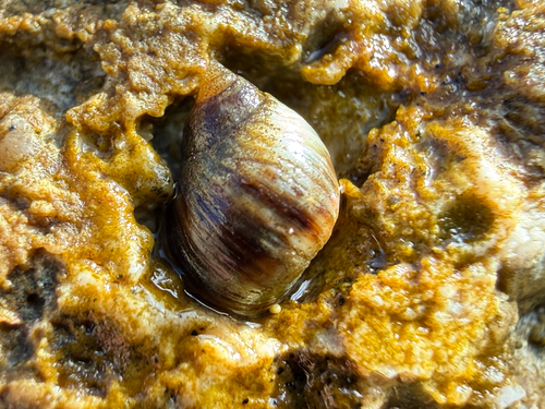 Littorina neritoides, 2026-10-17