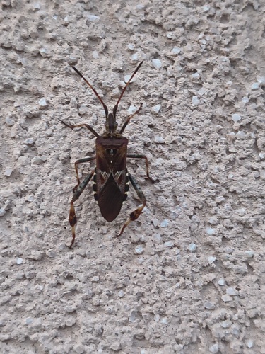 Western Conifer Seed Bug