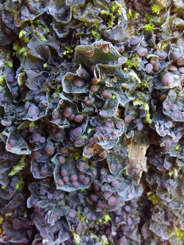 Leptogium observed 2026-10-15