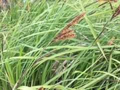 Carex riparia