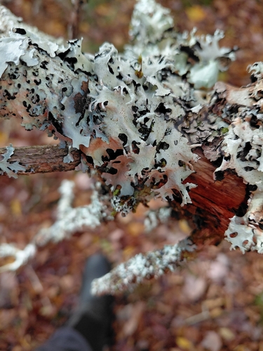 Parmotrema reticulatum observed 2026-10-15