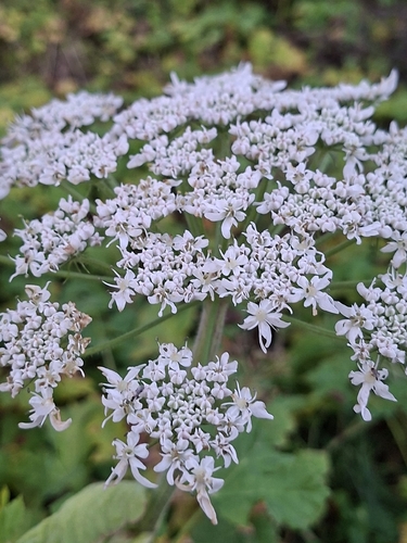 Sosnowsky's hogweed